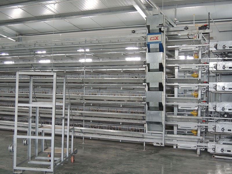 Complete Automatic H Frame Quail Cage factory