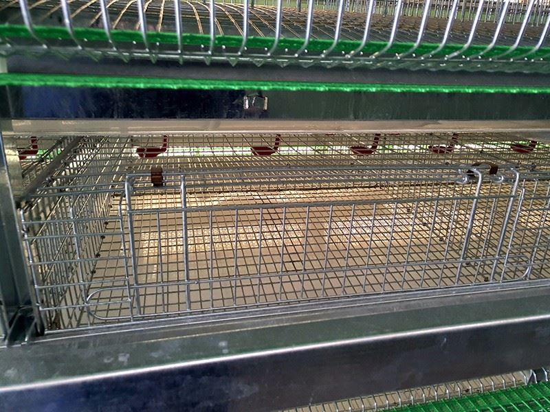 Complete Automatic H Frame Quail Cage best